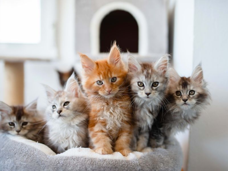Late Bloomers Who Stay Kittenish