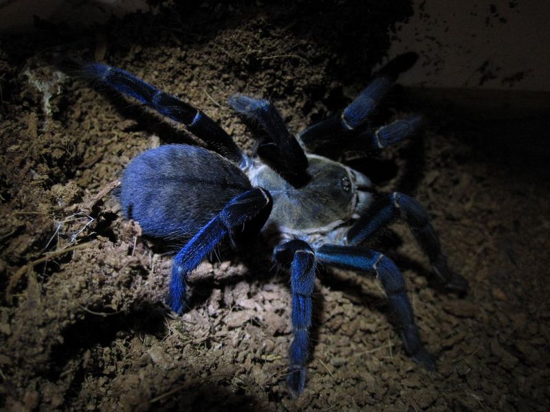 Intriguing Nocturnal Behaviors