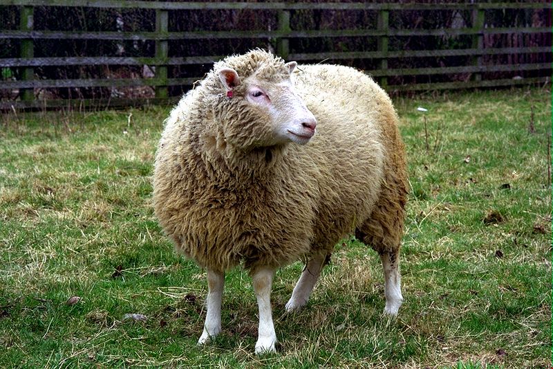 Lessons From Previous Cloning Attempts