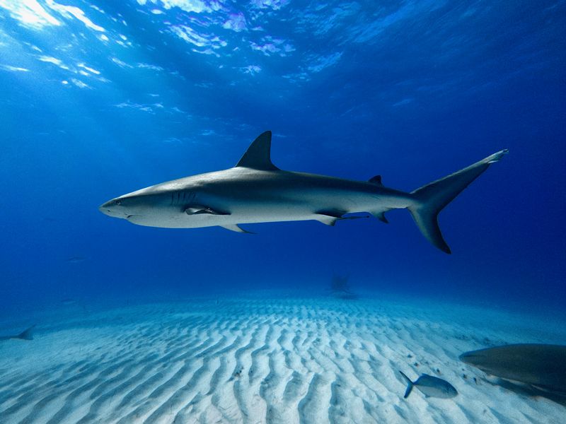 Why This Shark Went Extinct