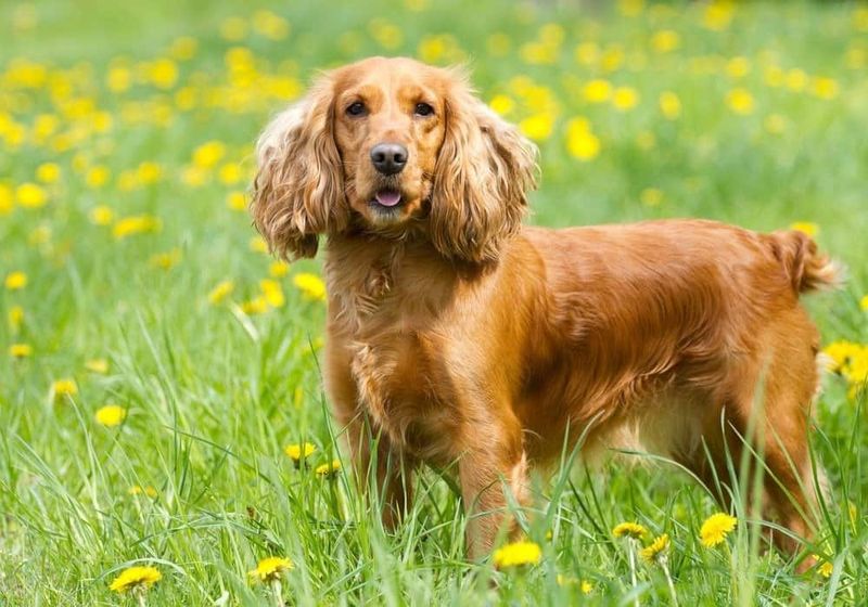 English Cocker Spaniel: The Merry Workaholic