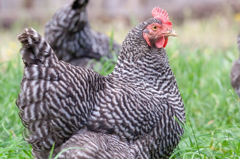 Barred Rock