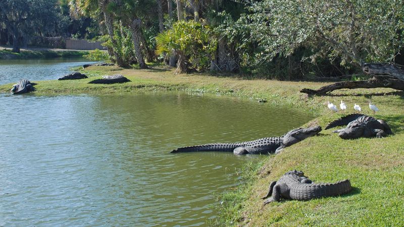 Caloosahatchee River – Urban Gators Adapting Fast
