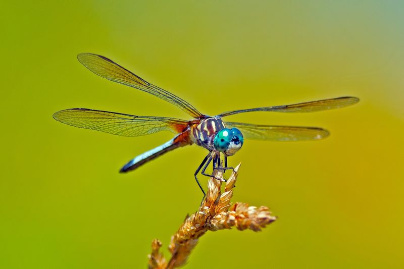 Dragonflies Shimmer Between Elements