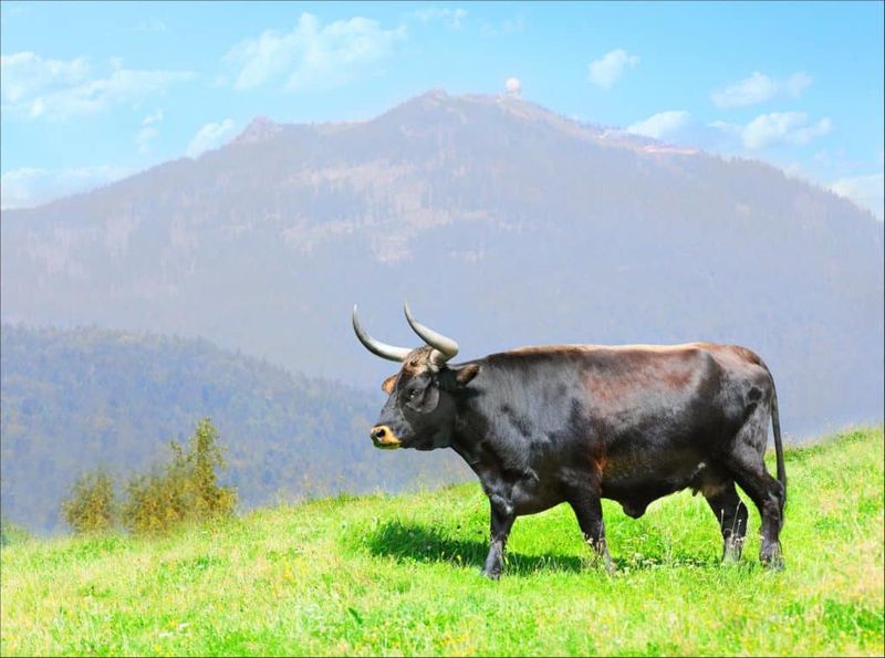 Grassland Grazers To Gentle Giants