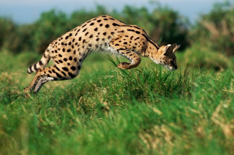 Twilight Trappers: Servals