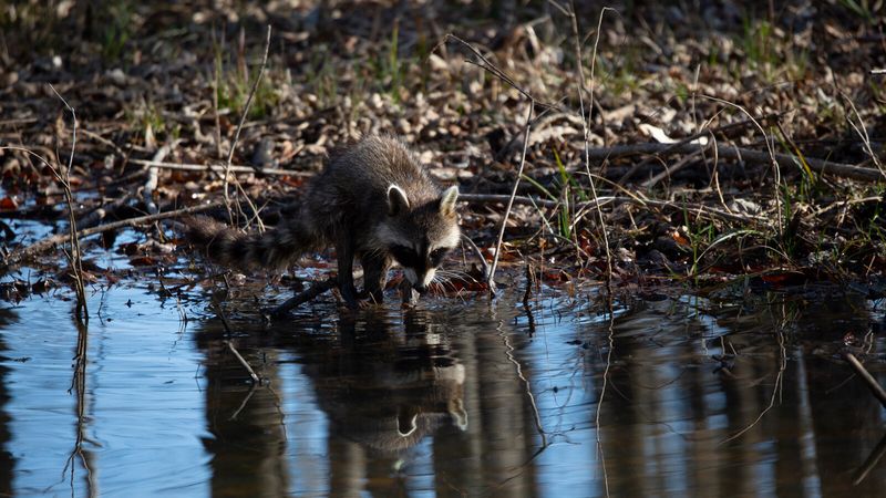 Masked Bandits: Raccoons