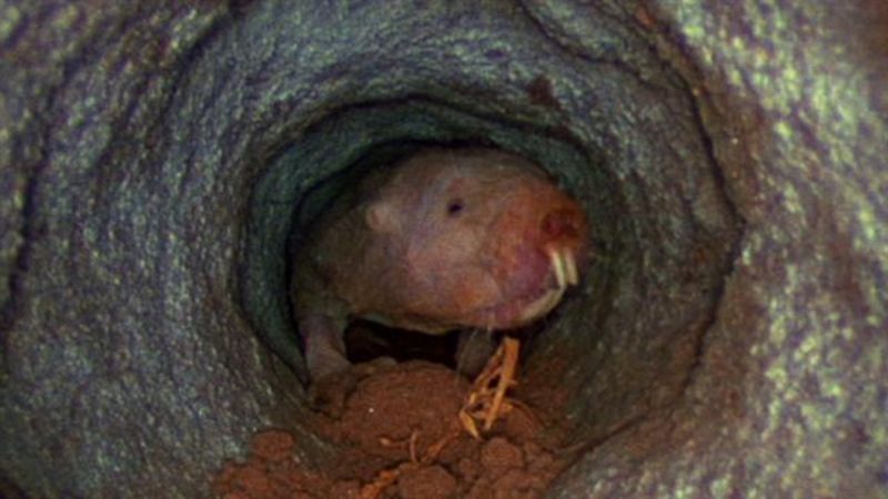 Underground Architects Of The Savanna