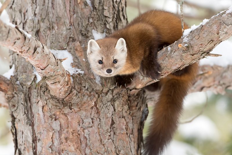Pine Prince – American Pine Marten