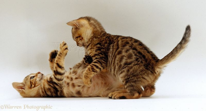 Shared Playtime