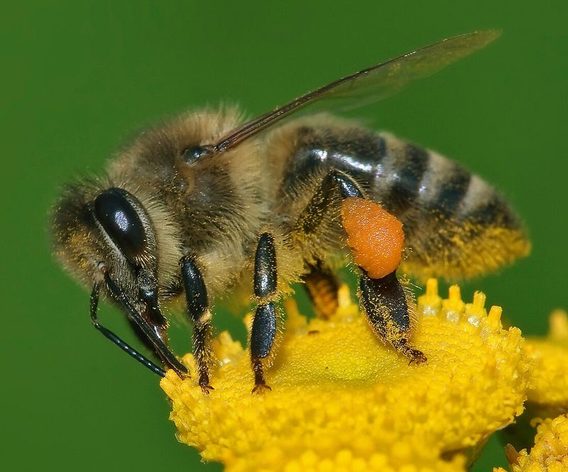 Western Honey Bees