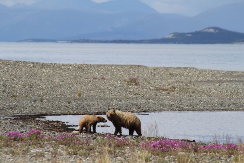 Alaska's Neighbouring Canadian Wilds