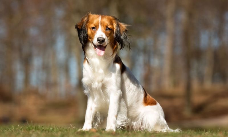 Kooikerhondje