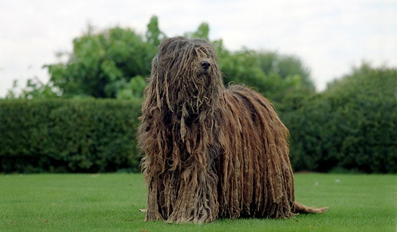 Bergamasco Sheepdog