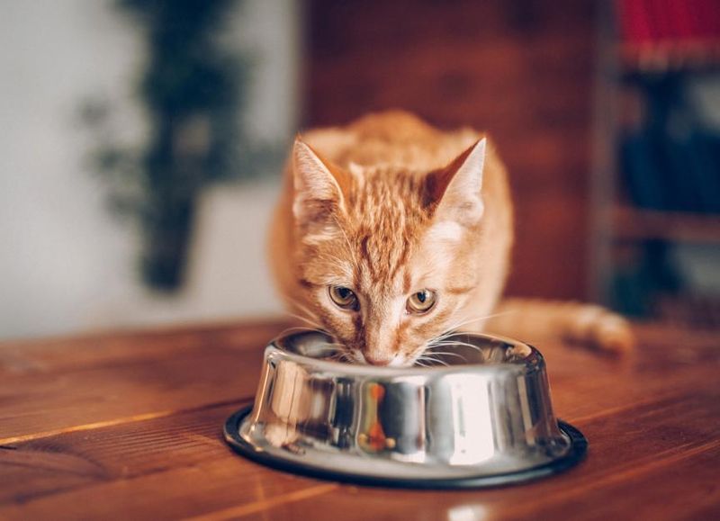Wheat: A Potential Digestive Trouble For Cats