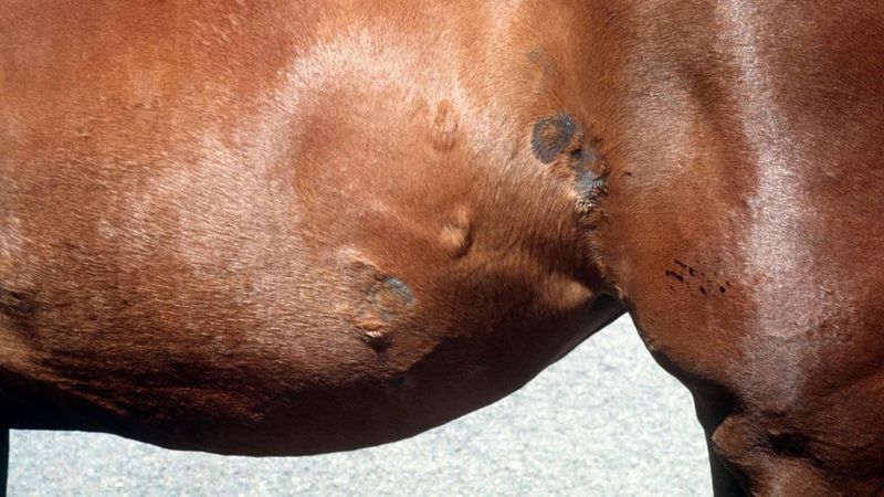 Ringworm