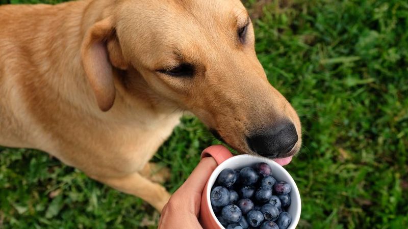 Blueberries
