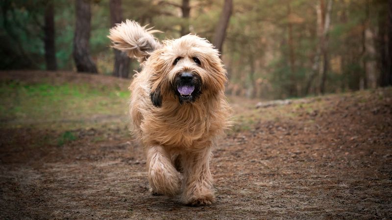 Diplomatic Gift: Jefferson's Bear-Fighting Briard