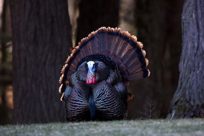 Comeback King: The Wild Turkey