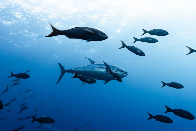 The Sea's Tireless Hunters