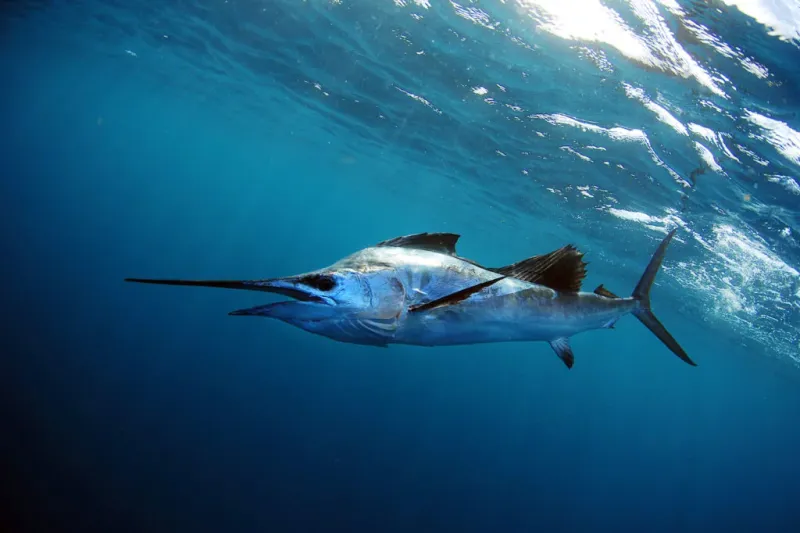 Marlin