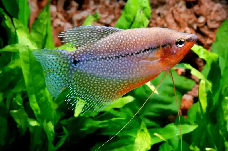 Pearl Gourami – The Spotted Jewels