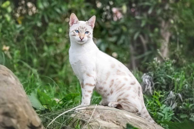 Snow Bengal Variation