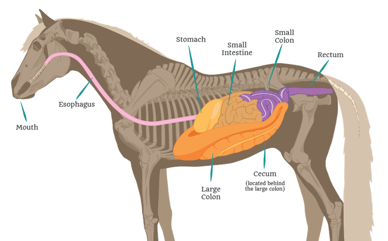 Massive Digestive System
