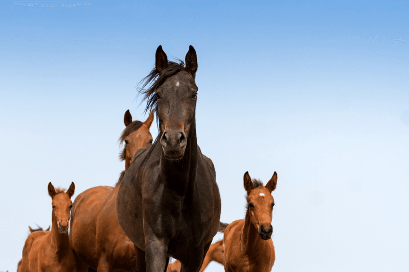 Protective Circling Around Foals