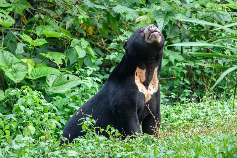 Malayan Sun Bear: Tropical Terminator