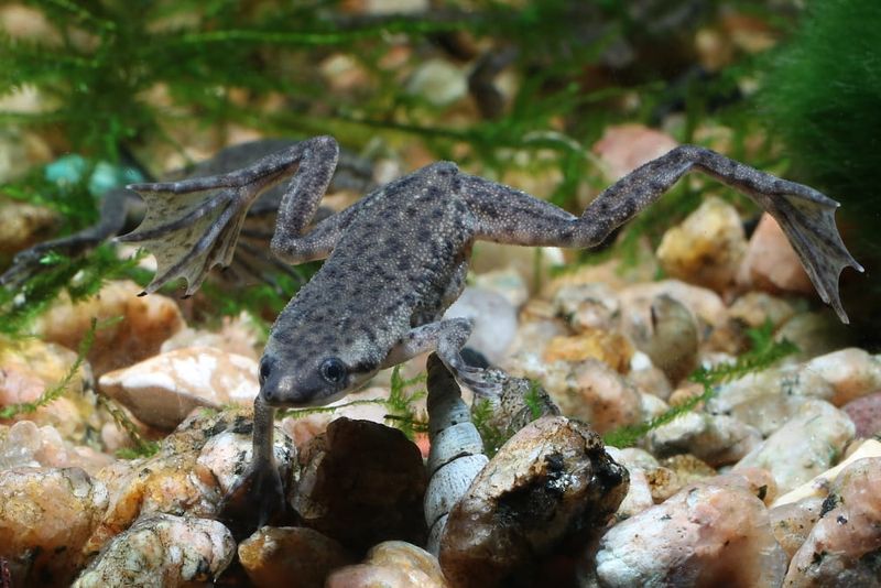African Dwarf Frog: The Underwater Acrobat
