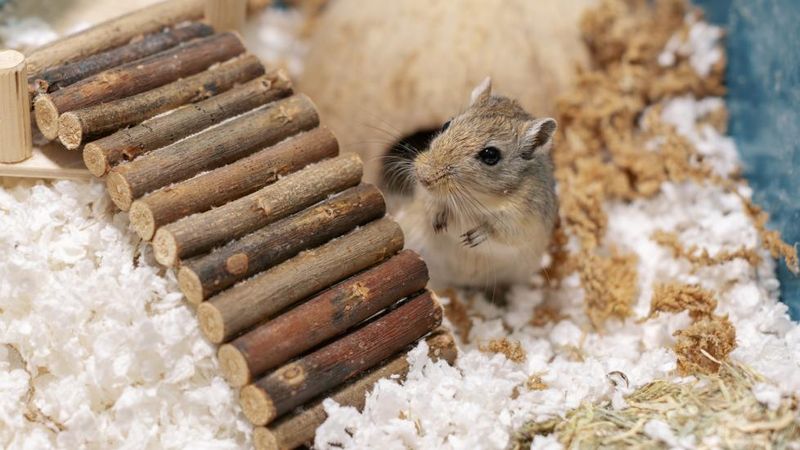 Gerbil