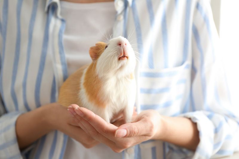 Guinea Pigs