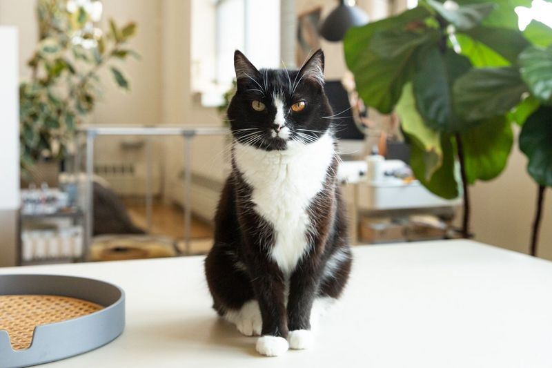 Tuxedo