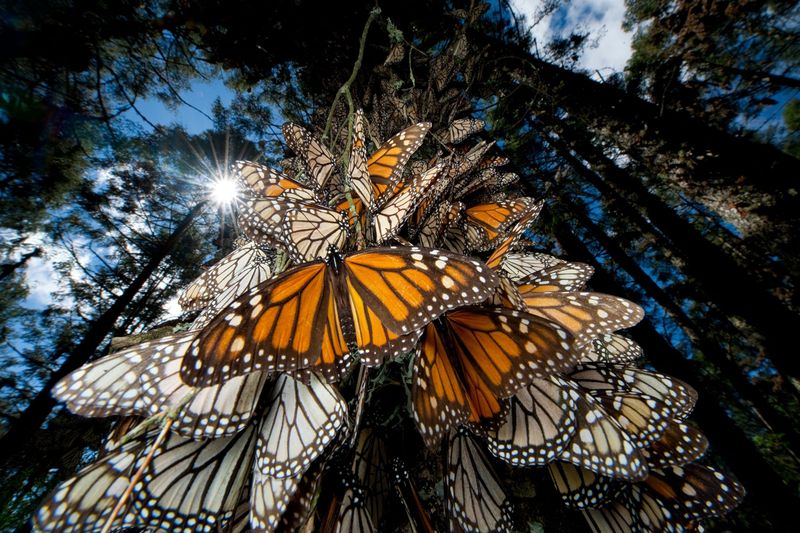 Monarch Butterflies: The Multigenerational Marathoners