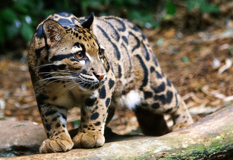 Paw Adaptations
