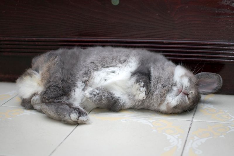 Bunny Flop