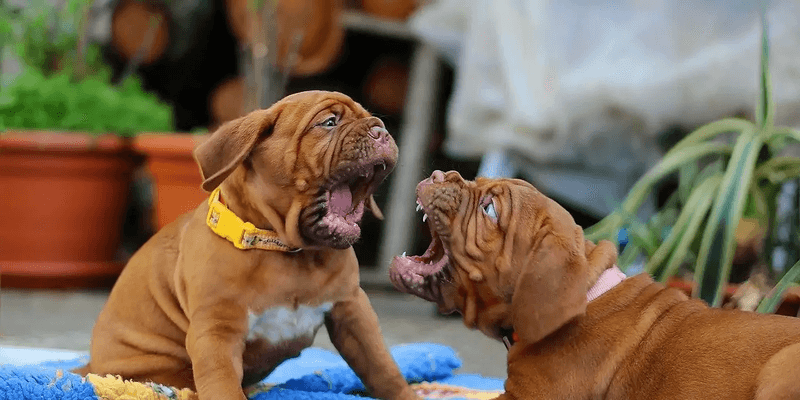 Aggression Only Toward Specific Colors