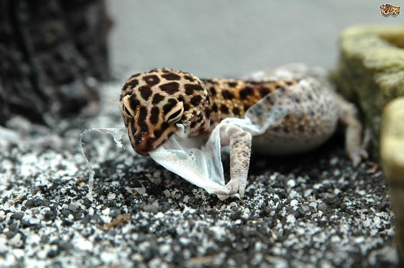 Shedding Isn't Just For Snakes