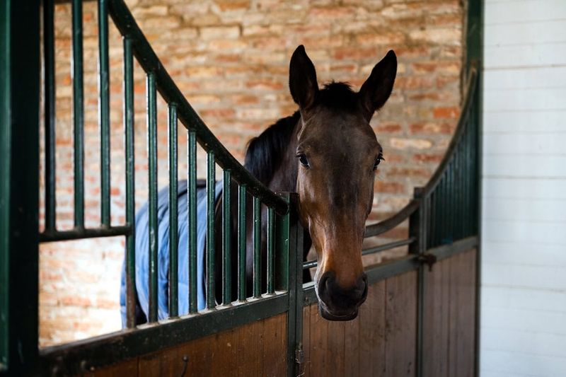 Box-Walking Or Stall Pacing