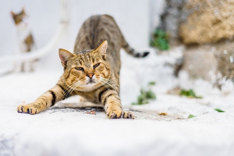 Paw Stretched Toward You While Resting