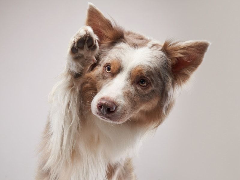 Paw Lifting