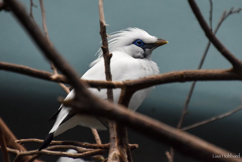 Bali Myna