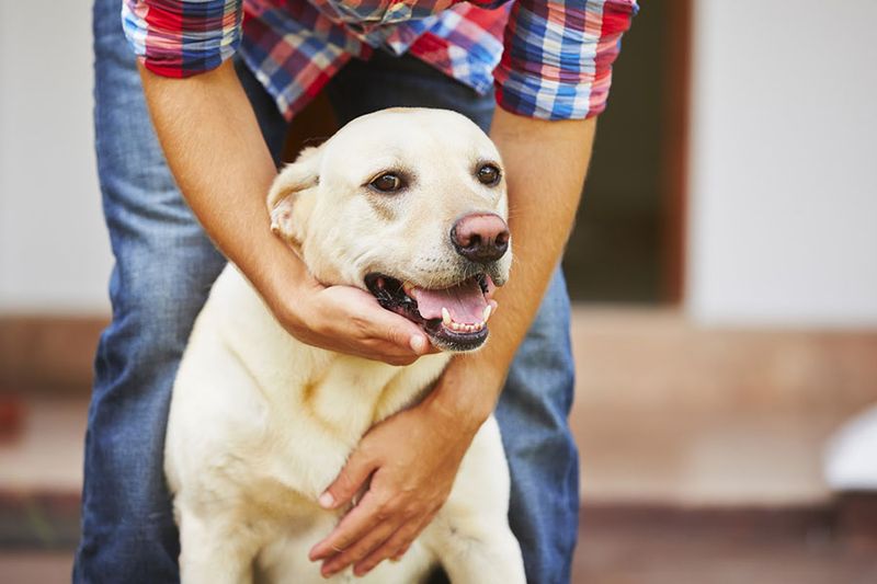 Practice Obedience Training
