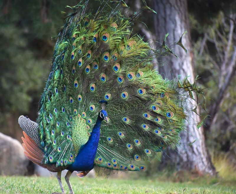Theatrical Peacocks