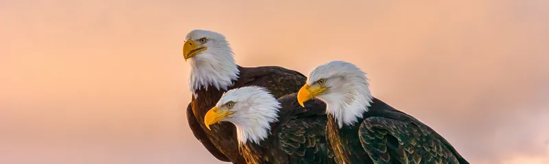 Beak Brutality