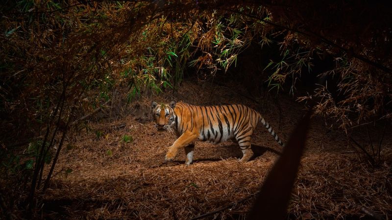 Indochinese Tiger