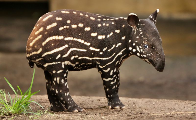 Tapir's Role In Culture