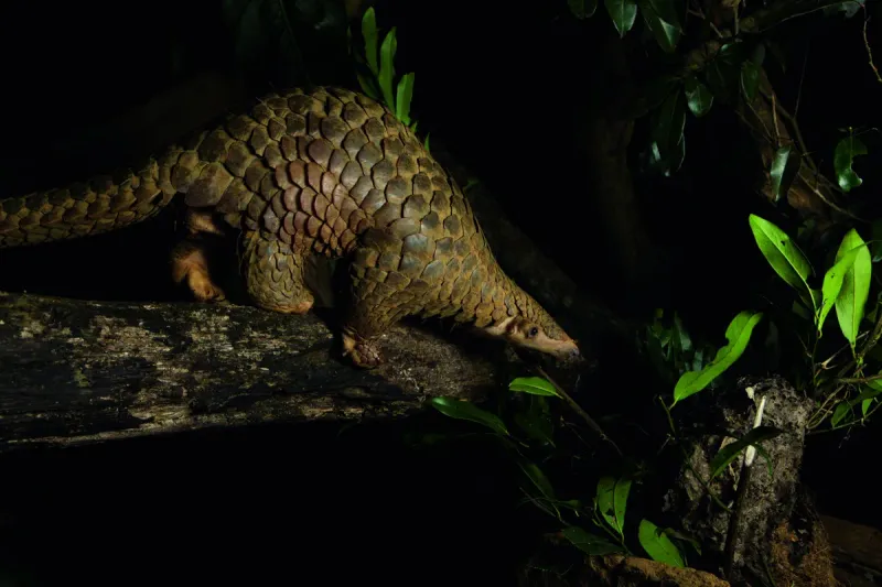 Pangolin: Armored Night Wanderer