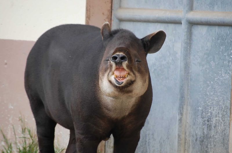 Tapirs And Climate Change